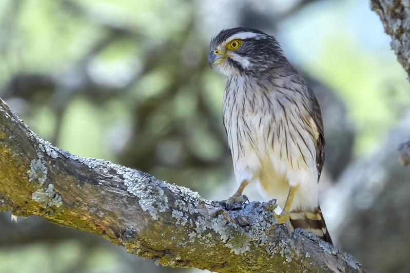 Falcon flying high in the sky