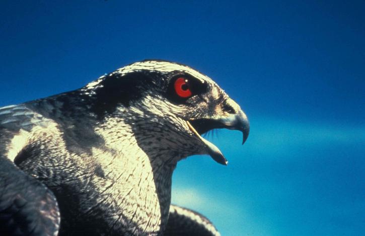 Falcon in a dramatic sky